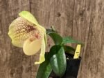 In Bloom Paph. leucochilum x hangianum Large Flower (2" pot) - Image 6