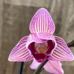In Spikes Phalaenopsis Large I-Hsin Dream Bubble Bath ‘Peloric’ (3" pot)