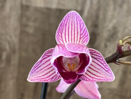 In Spikes Phalaenopsis Large I-Hsin Dream Bubble Bath ‘Peloric’ (3" pot)