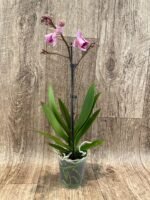 In Spikes Phalaenopsis Large I-Hsin Dream Bubble Bath ‘Peloric’ (3" pot) - Image 2