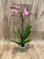 In Spikes Phalaenopsis Large I-Hsin Dream Bubble Bath ‘Peloric’ (3" pot) - Image 3
