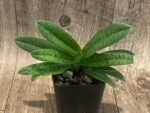 Paph. Graham Robertson Double Plants (2" pot) - Image 2