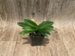 Paph. Graham Robertson Double Plants (2" pot) - Image 3