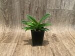 Paph. Graham Robertson Double Plants (2" pot) - Image 4
