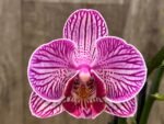 Double Spikes Phalaenopsis I-Hsin Bubble Gum (3” pot) - Image 3