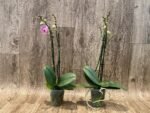 Double Spikes Phalaenopsis I-Hsin Bubble Gum (3” pot) - Image 5