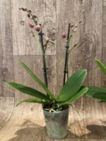 Double Spikes Fragrant Phalaenopsis I-Hsin Golden Tangerine Ice (3.5" pot) - Image 7