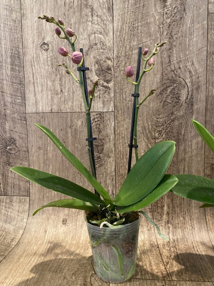 Double Spikes Fragrant Phalaenopsis I-Hsin Golden Tangerine Ice (3.5" pot) - Image 7
