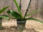 Double Spikes Fragrant Phalaenopsis I-Hsin Golden Tangerine Ice (3.5" pot) - Image 10