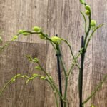 Double Spikes Fragrant Phalaenopsis  Novelty lost tag (3.5" pot)