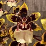 In Spikes Oncidium Wildcat (4" pot)