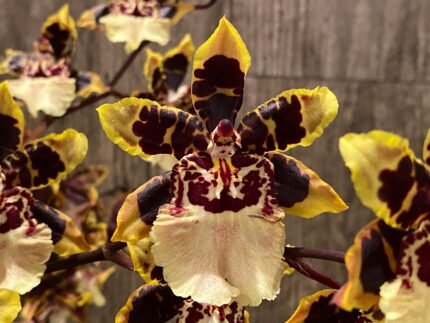 In Spikes Oncidium Wildcat (4" pot)