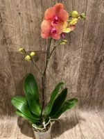 In Spikes Phalaenopsis Surfsong (3.5" pot) - Image 3