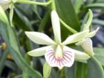 Fragrant - Prosthechea radiata x Prosthechea trulla (BS, 3.5" pot)
