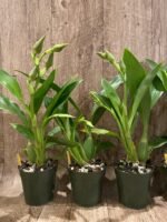 Double Spikes Zygopetalum Rhein Moonlight 'Peloric'  Clone (3.5" pot) - Image 4