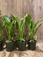 Double Spikes Zygopetalum Rhein Moonlight 'Peloric'  Clone (3.5" pot) - Image 5