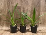 Phrag. longifolium ‘Pink’ (4.5" pot) - Image 2