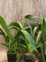 In Spikes Oncostele Red Silk 'HOF' (3.5” pot) - Image 4