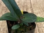 In Bud Paph. Greyi (godefroyae x niveum) (2” pot) - Image 4