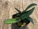 In Bud Paph. Greyi (godefroyae x niveum) (2” pot) - Image 5