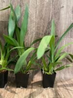 Wilsonara Tan Treasures ‘Lavender Picotee’ (3.5” Pot) - Image 6