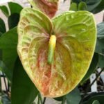 Anthurium Veronica (4” pot)