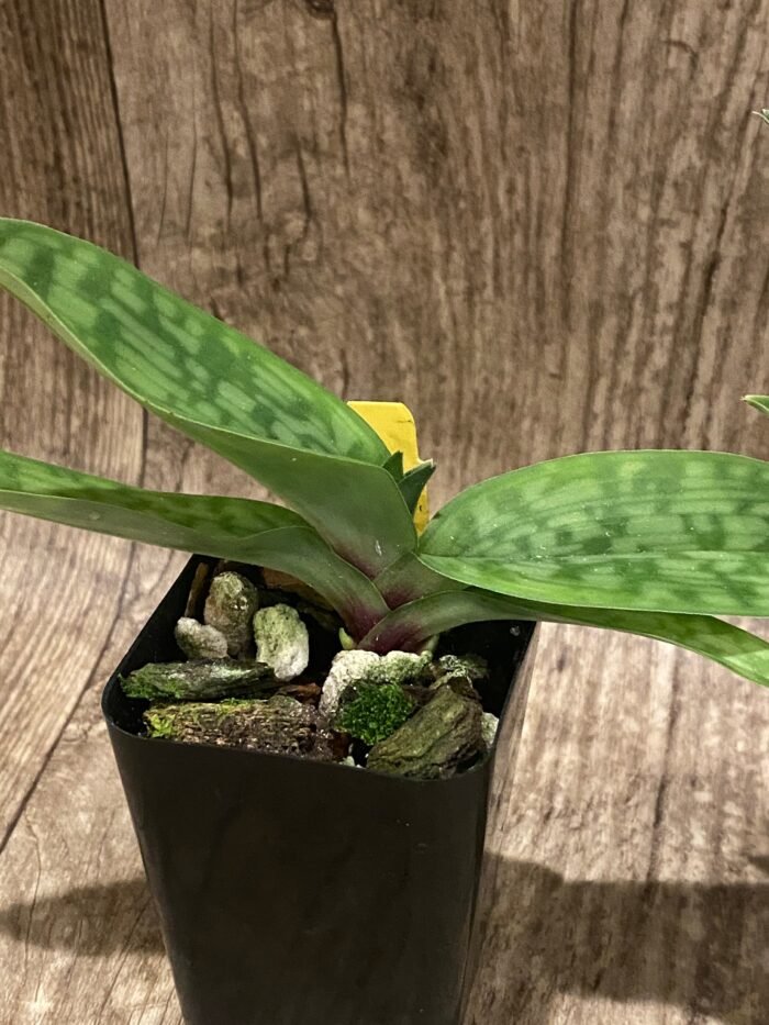 In Bud/ Spike - Paph. appletonianum x sib (2” pot) - Image 7