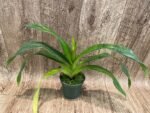 In Spike Phrag. QF Hawaiian Apprentice ( Sorcerer's Apprentice x QF Naukana Kealoha) (4.5" pot) - Image 3
