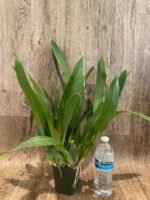 6 SPIKES - Oncidium Aka Baby ‘Raspberry Chocolate’ (3.5” pot) - Image 4