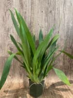 6 SPIKES - Oncidium Aka Baby ‘Raspberry Chocolate’ (3.5” pot) - Image 6