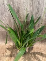 6 SPIKES - Oncidium Aka Baby ‘Raspberry Chocolate’ (3.5” pot) - Image 7