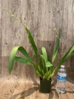 DOUBLE SPIKES - Wils. Pacific Panache 'Fireside Fever' (3.5" pot) - Image 2