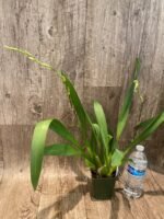DOUBLE SPIKES - Wils. Pacific Panache 'Fireside Fever' (3.5" pot) - Image 3