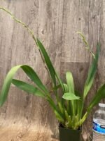 DOUBLE SPIKES - Wils. Pacific Panache 'Fireside Fever' (3.5" pot) - Image 4