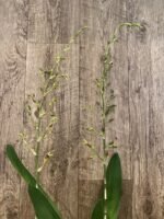 Double Very Tall Spikes - Ons. Catatante ‘Los Robles’ (3.5” pot) - Image 3