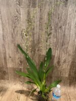 Double Very Tall Spikes - Ons. Catatante ‘Los Robles’ (3.5” pot) - Image 5