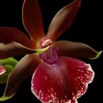 Zygolum Rhein Moonlight x Zygo Blue Eyes (3.5" pot)