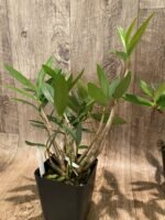 Dendrobium kingianum (3.5” pot) - Image 5