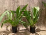 Vuylstekeara Melissa Brianne ‘Dark’ (2.5” Pot) - Image 3