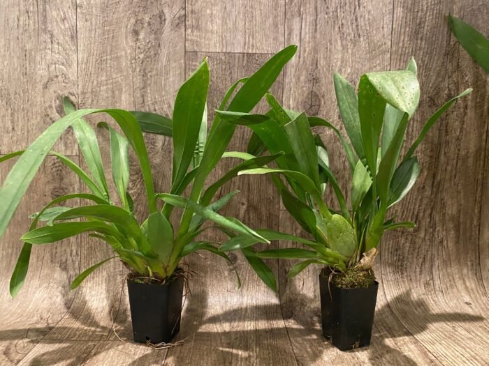 Vuylstekeara Melissa Brianne ‘Dark’  (2.5” Pot) - Image 3
