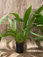 Vuylstekeara Melissa Brianne ‘Dark’ (2.5” Pot) - Image 5