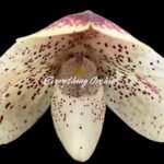 Paph. QF Mini x bellatulum ‘Supercline’ ‘Large Red Spot’  Blooming Size (2” Pot)