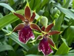 In Spike Zygopelum (Galeopetalum) Arlene Armour ‘Conching’ (3.5” Pot) - Image 3