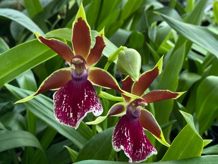 In Spike Zygopelum (Galeopetalum) Arlene Armour ‘Conching’ (3.5” Pot) - Image 3