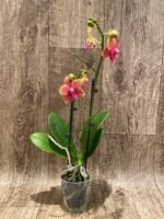 Double Spikes Phalaenopsis Bronze Buddha (3” pot) - Image 3