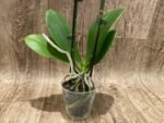 Double Spikes Phalaenopsis Bronze Buddha (3” pot) - Image 5