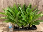 Fragrant Cycnodes Taiwan Gold ‘Orange’ (2.5” pot) - Image 5