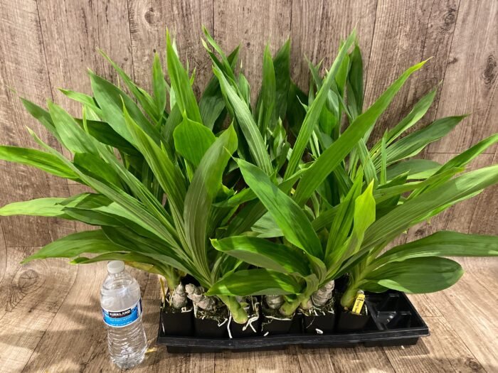 Fragrant Cycnodes Taiwan Gold ‘Orange’ (2.5” pot) - Image 5