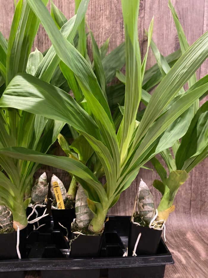 Fragrant Cycnodes Taiwan Gold ‘Orange’ (2.5” pot) - Image 6