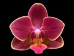 Phalaenopsis I-Hsin Black Cherries